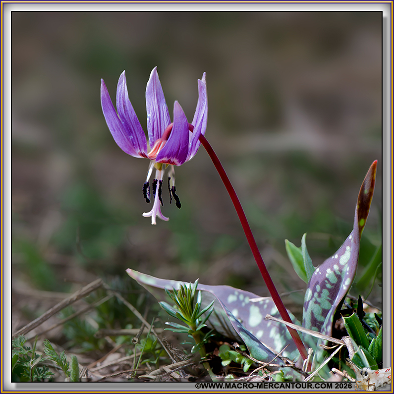 Erythrone dent de chien